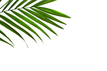 Palm leaf isolated on white background, tropic leaf branch, flat lay
