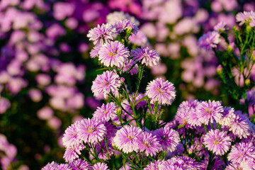 Colorful margaret flower garden in Chiangmai, Thailand.