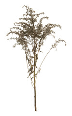 Overblown european goldenrod, Solidago virgaurea plant isolated on white background
