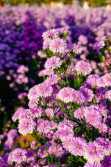 Colorful margaret flower garden in Chiangmai, Thailand.
