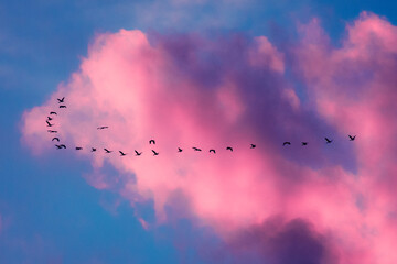 birds in the sky