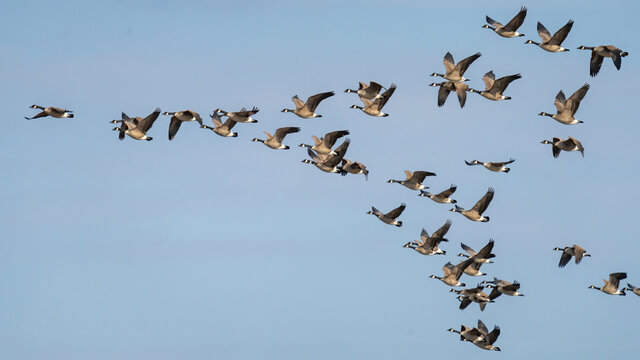 Canadian Geese In Flight Formation