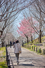春の公園で満開の桜の道で散策している人々