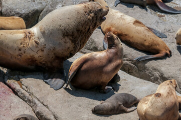 Steller's Sea Lions (Eumetopias jubatus) at colony, Chowiet Island, Semidi Islands, Alaska, USA