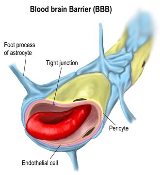 Blood brain barrier of human's brain.