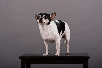 Close-up of a Chihuahua in front of a grey background