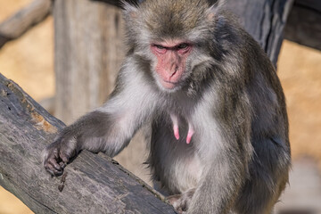 Japanese Macaque (Macaca fuscata)