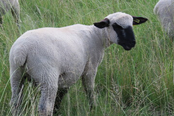 A close up photo of lambs grazing on long green grass in a grass field. The photo is of the rear view with the bums and short tails facing the camera, and one sheep's face as it looks behind him.
