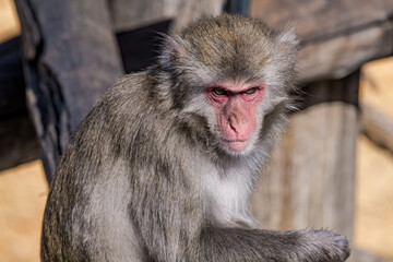Japanese Macaque (Macaca fuscata)