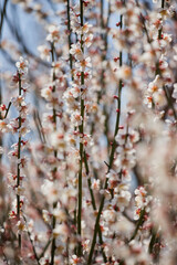 春の公園の満開の梅の花の風景