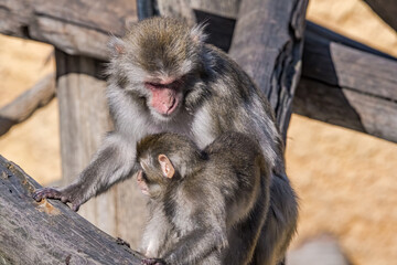 Fototapeta premium Japanese Macaque (Macaca fuscata)