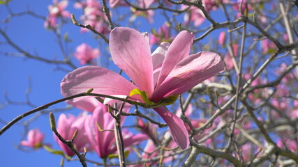 Magnolia blossom tree. Beautiful magnolia flowers against blue sky background close up. Japanese magnolia.