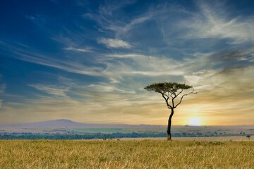 Focus on a single acacia tree standing in silhouette at sunset, with the wide sweeping plains of the Masai Mara in Kenya in the background.