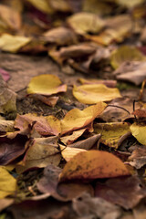 Close up image of Yellow, brown, and red falling leaves at the ground. Fall foliage at the park