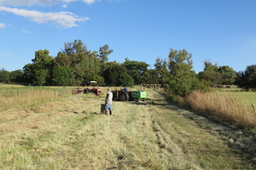 A farm worker rolling a round bale of hay on a grass field with green pasture landscapes in the background