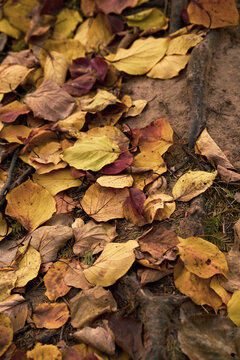 Close up image of Yellow, brown, and red falling leaves at the ground. Fall foliage scenery at the park