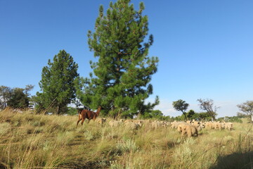 Naklejka na ściany i meble A scenic photo of a herd of sheep and one Llama walking in a long grass field bush past large Pine Trees under a blue sky