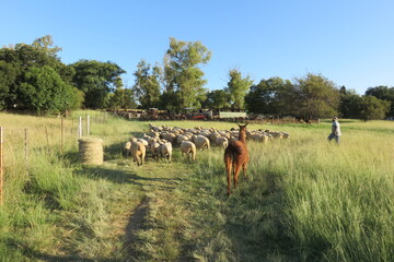 A scenic photo of a herd of sheep walking on a green grass walkway past a large ant hill followed by a brown Llama, surrounded by green landscapes with a line of trees on the horizon under a blue sky