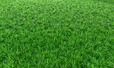 Green grass background vignette or the texture of the natural wall. Top view Fresh green lawns for background, backdrop or wallpaper. The lawn surface is evenly shining and bright.3D Rendering