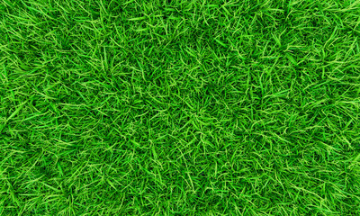 Top view Fresh green lawns for background, backdrop or wallpaper. Plains and grasses of various sizes are neat and tidy. The lawn surface is evenly shining and bright.3D Rendering