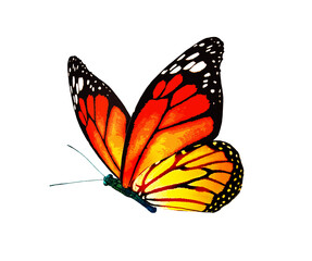 Color monarch butterfly , isolated on the white background