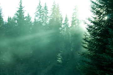 Forest in the morning in a fog in the sun, trees in a haze of light, glowing fog among the trees
