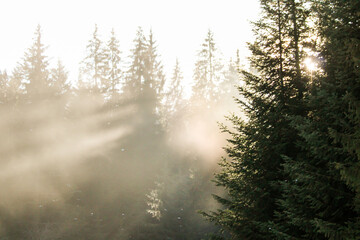 Forest in the morning in a fog in the sun, trees in a haze of light, glowing fog among the trees
