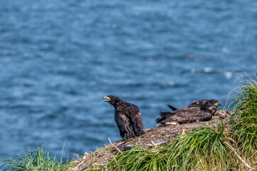 Bald Eagle (Haliaeetus leucocephalus) chicks at nest. Chowiet Island, Semidi Islands, Alaska, USA
