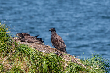 Bald Eagle (Haliaeetus leucocephalus) chicks at nest. Chowiet Island, Semidi Islands, Alaska, USA