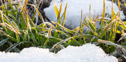 Winter wheat leaves in a row visible from under the snow in spring.