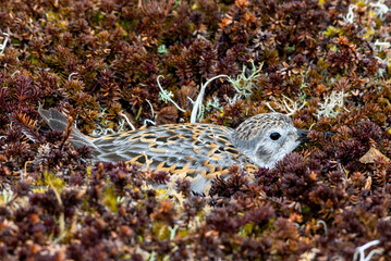 Rock Sandpiper (Calidris ptilocnemis) at nest in St. George Island, Pribilof Islands, Alaska, USA
