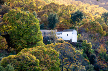 Autumn forest of yellow and green shades on a hillside and white old lonely house.