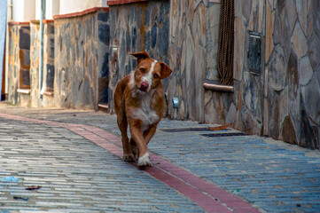 A red-haired dog with a white stripe bent its head to one side and walks along a cobbled narrow street along a house with a stone wall.