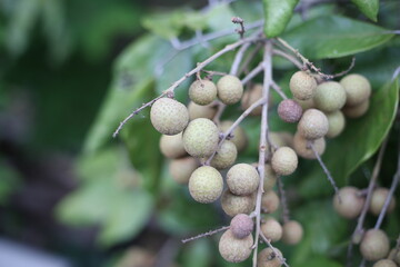 close up of Longan