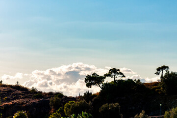 Three pines grow on the top of a thicket hill, behind them is a fluffy cloud against a blue sky.