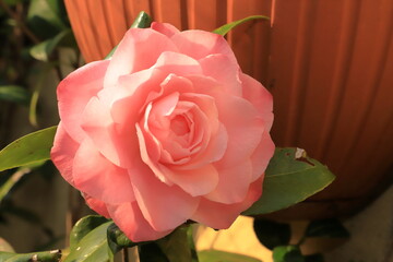 Fiore di Camelia Rosa, Flower of pink camelia