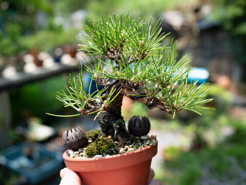 bonsai small Japanese black pine holding in hand