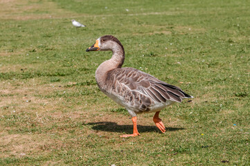 Domestic Goose (Anser anser x Anser cygnoides) in park, Keil, Schleswig-Holstein, Germany
