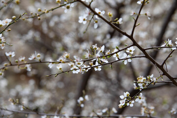 flowering trees in early spring