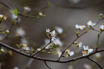 flowering trees in early spring
