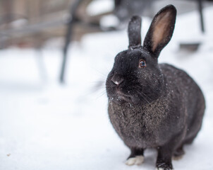 Beautiful, fluffy black rabbit in winter in the park