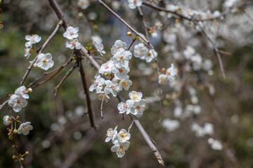 flowering trees in early spring