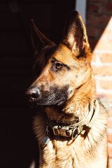 Portrait of a young and beautiful German shepherd dog on a sunny day with a beautiful transition of light and shadow. The dog sits on the street and looks into the distance