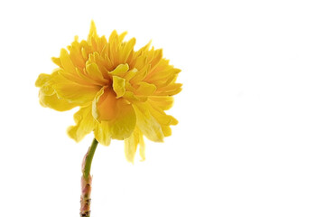 Naklejka premium yellow ranunculus shrub - Kerria japonica - on white background