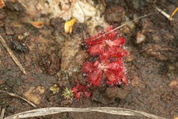 Brazilian Wildflower: Sundew (Drosera tomentosa) in natural habitat close to Grao Mogol in Minas Gerais, Brazil