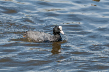 Eurasian Coot (Fulica atra) in park, Hamburg, Germany