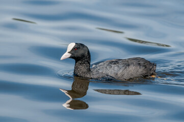 Eurasian Coot (Fulica atra) in park, Hamburg, Germany