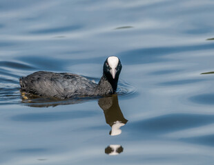 Eurasian Coot (Fulica atra) in park, Hamburg, Germany