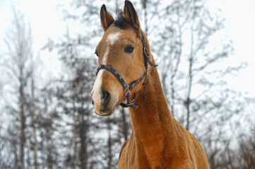 horse in winter in a paddock in the forest