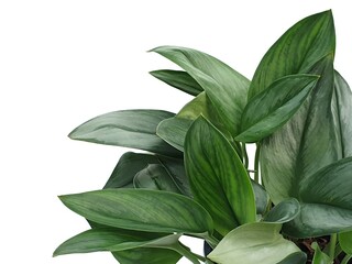 Houseplant in a basket made of rattan isolated on white background with copy space. Ornamental plants belonging to the same family as the betel.Piperaceae.plant in a wicker basket.